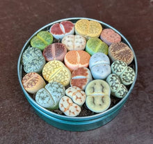 Lithops Seeds (Lithops aucampiae) for easy-care planting in the indoor pots and miniature desert garden planting