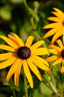 Black-Eyed Susan Seeds for reliable seasonal color
