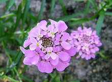 Candytuft Seeds (Iberis umbellata) for a lasting display in the Flower Home Borders