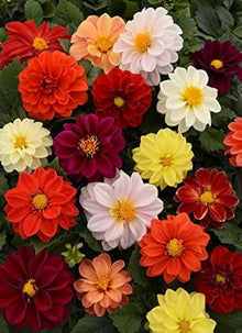 Opera Mix pygmy flower Seeds for reliable seasonal color