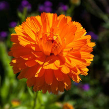 Orange Balls Calendula Seeds (Calendula officinalis) for growers filling out the Flower Pollinator Garden