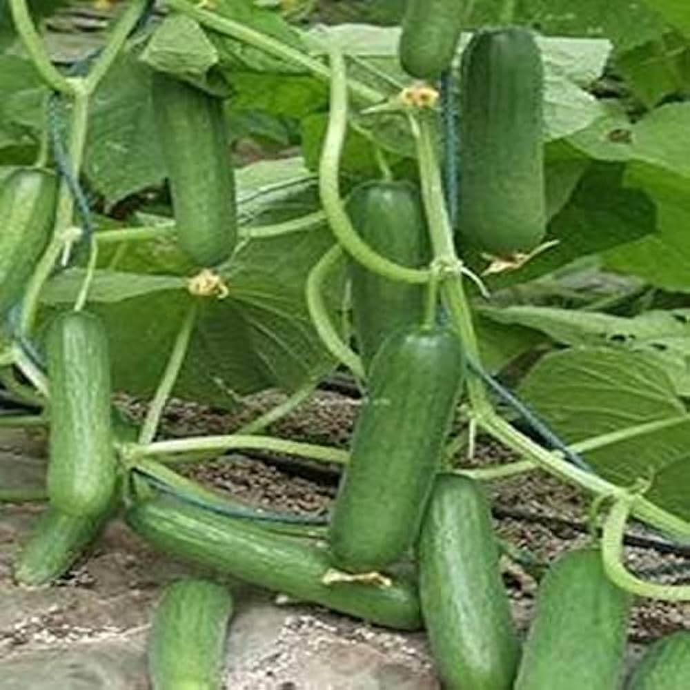 Sikkim cucumber seeds for exotic garden vegetables