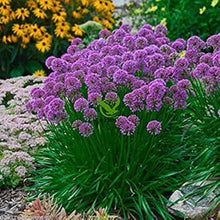 Allium Peninsulare Fresh Seeds (Allium peninsulare) for growers filling out the Garden
