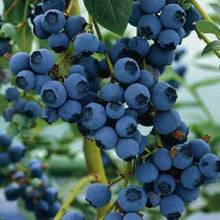 Blueberry plant Seeds for sweet homegrown fruit in the home gardens