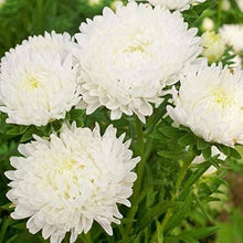 Paeony Herzogin Gelb Aster Seeds for a bright addition to the flower bed