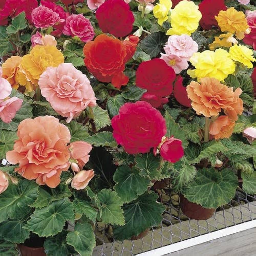 Begonia Begonia semperflorens flower seeds for planting in shaded garden pots or indoor containers - for planting in home garden