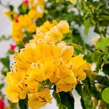 Light yellow Bougainvillea spectabilis flower seeds