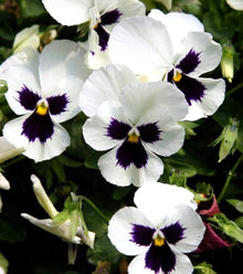 Viola Silverbride Swiss Giant Seeds for colorful blooms in the Garden Decoration