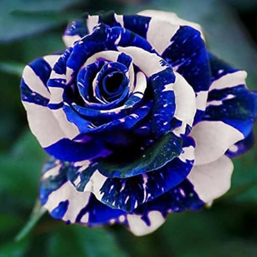 Rose Rosa Hybrida Blue Dragon Flower Seeds for Planting – Suitable for Decorative Home Garden and Indoor Pots
