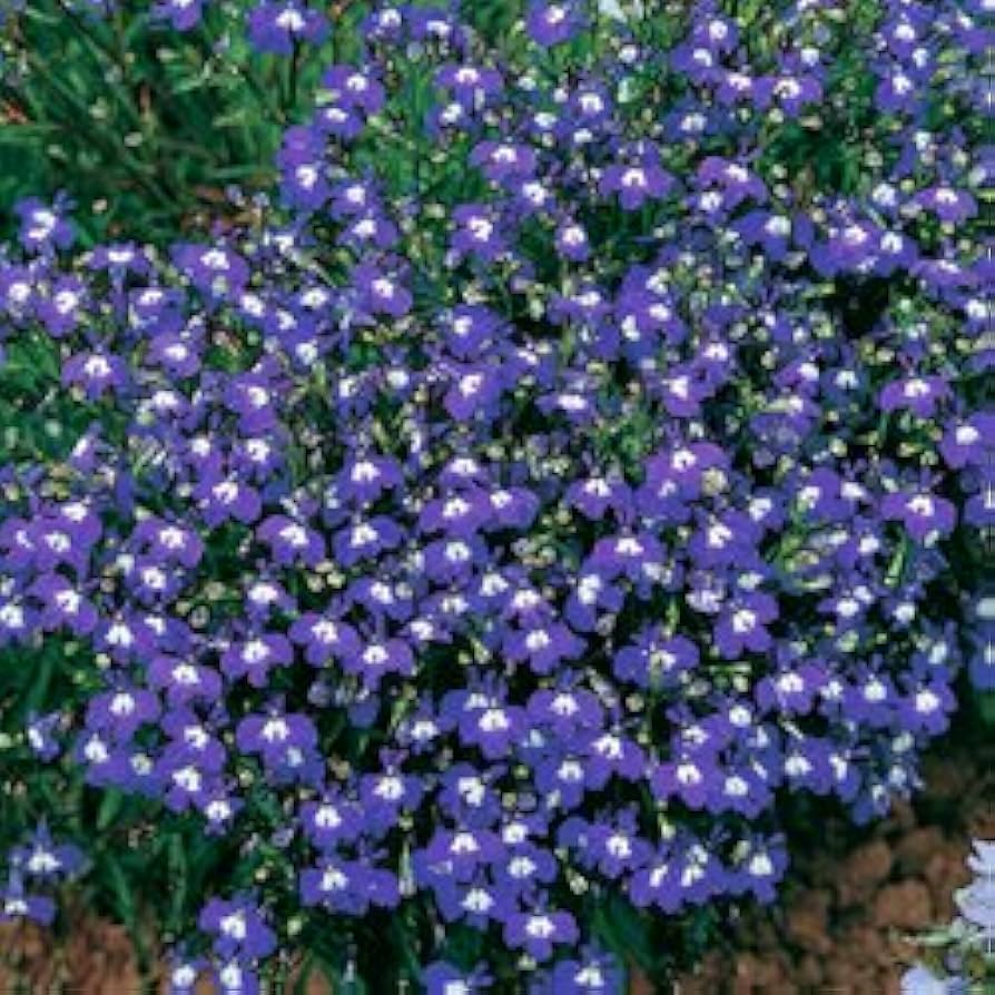 Lobelia Lobelia erinus Mrs Clibran flower seeds for planting in hanging baskets and pots - for planting in home garden