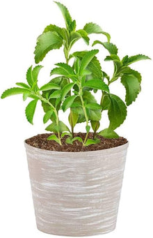 Stevia Rebaudiana Herb Seeds for a colorful addition to any planting