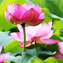 Plumeria Green Blue Seeds for colorful blooms in the Your Garden