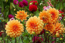 Mixed Dahlia Seeds (Dahlia pinnata) for a colorful addition to any planting