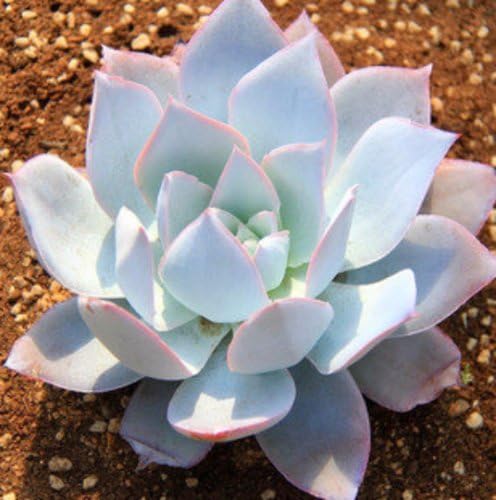 Echeveria Cante White Leaved Succulent for succulent planting