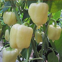 Pepper Seeds (Capsicum annuum) for a productive addition to the vegetable patch