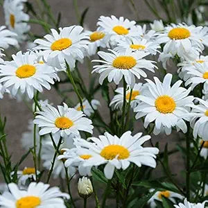 Daisy Bellis perennis for planting in flower bed