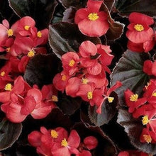 Herrlich Begonia Trinken Mix Seeds for reliable seasonal color