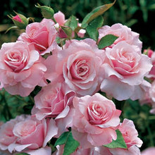 Rosa Lavender Seeds for cooks growing the Tranquil Flower Beds