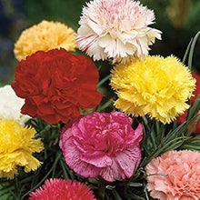 Dianthus Sonata Mix Seeds for reliable seasonal color