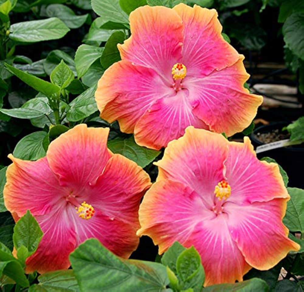 Rare Orange Red Hibiscus seeds (giant exotic) yielding large tropical hibiscus flowers with fiery orange and red hues, excellent for bold landscapes