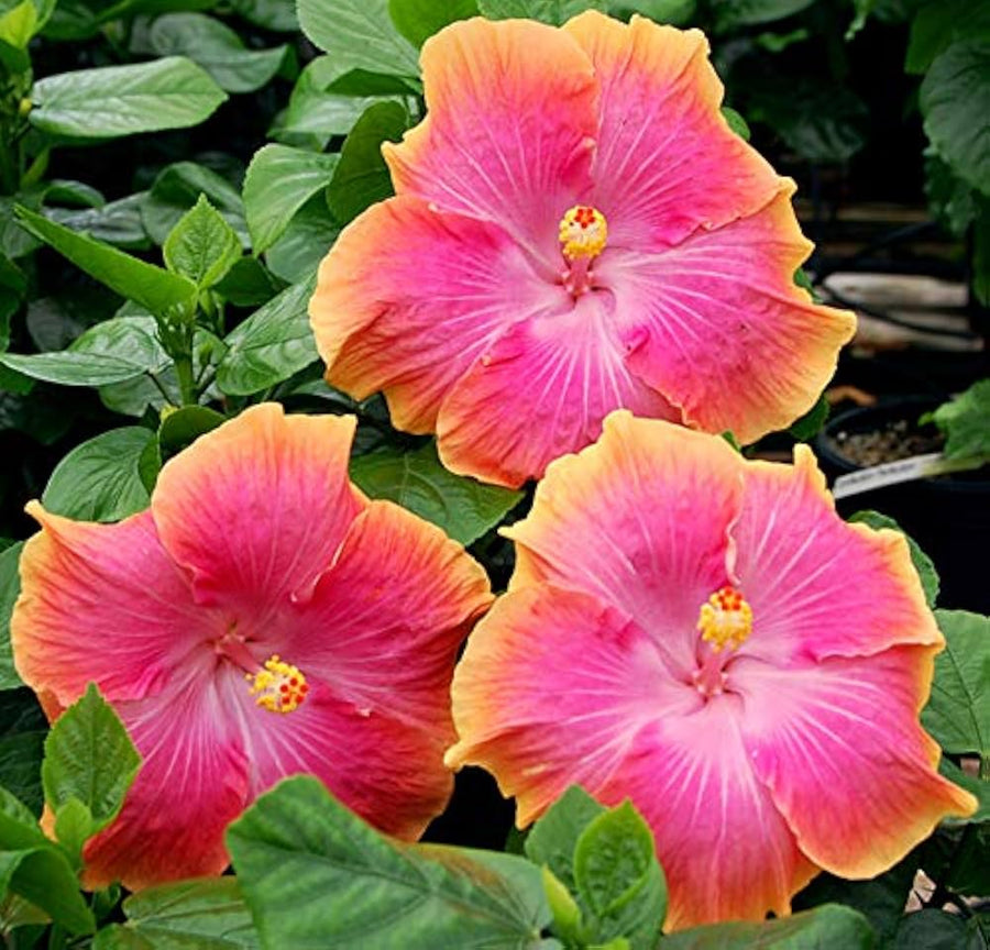 Hibiscus Hibiscus Rosa-Sinensis Rare Exotic Orange Pink Flower Seeds for Planting – Ideal for Decorative Garden Use