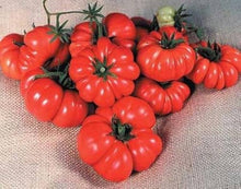 Matina (Tomato Seeds – Early Heirloom Tomato with Excellent Flavor) for planting in garden