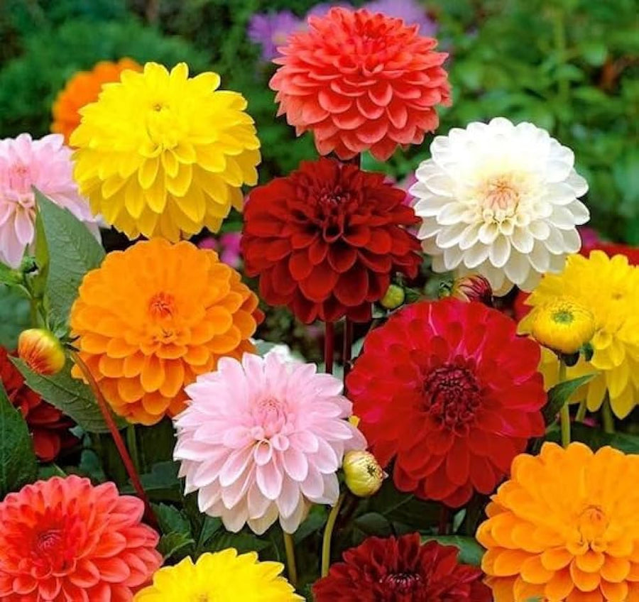 Red and yellow dahlia flower seeds