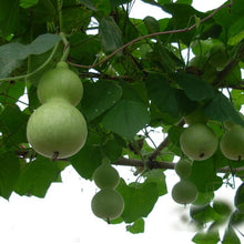 Large Bottle Gourd Birdhouse Pumpkin Seeds for home growers seeking a reliable harvest