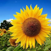 Giant flower mix Seeds for colorful blooms in the backyard gardens