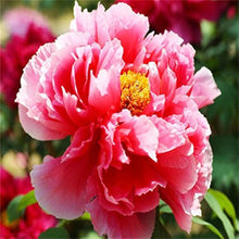 Rare Rainbow Camelia Seeds for growers filling out the Garden Enthusiasts