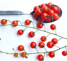 Tiny Spoon Currant Tomato Seeds for a productive addition to the vegetable patch