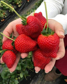 Rare Climbing Strawberry Seeds