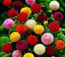 Dahlia Dahlia Pinnata Mixed Seeds for seasonal color across the Colorful Floral Displays in Backyard Gardens