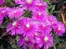 Table Mountain Ice Plant Seeds (Delosperma cooperi) for low-maintenance growing in the rock gardens and borders