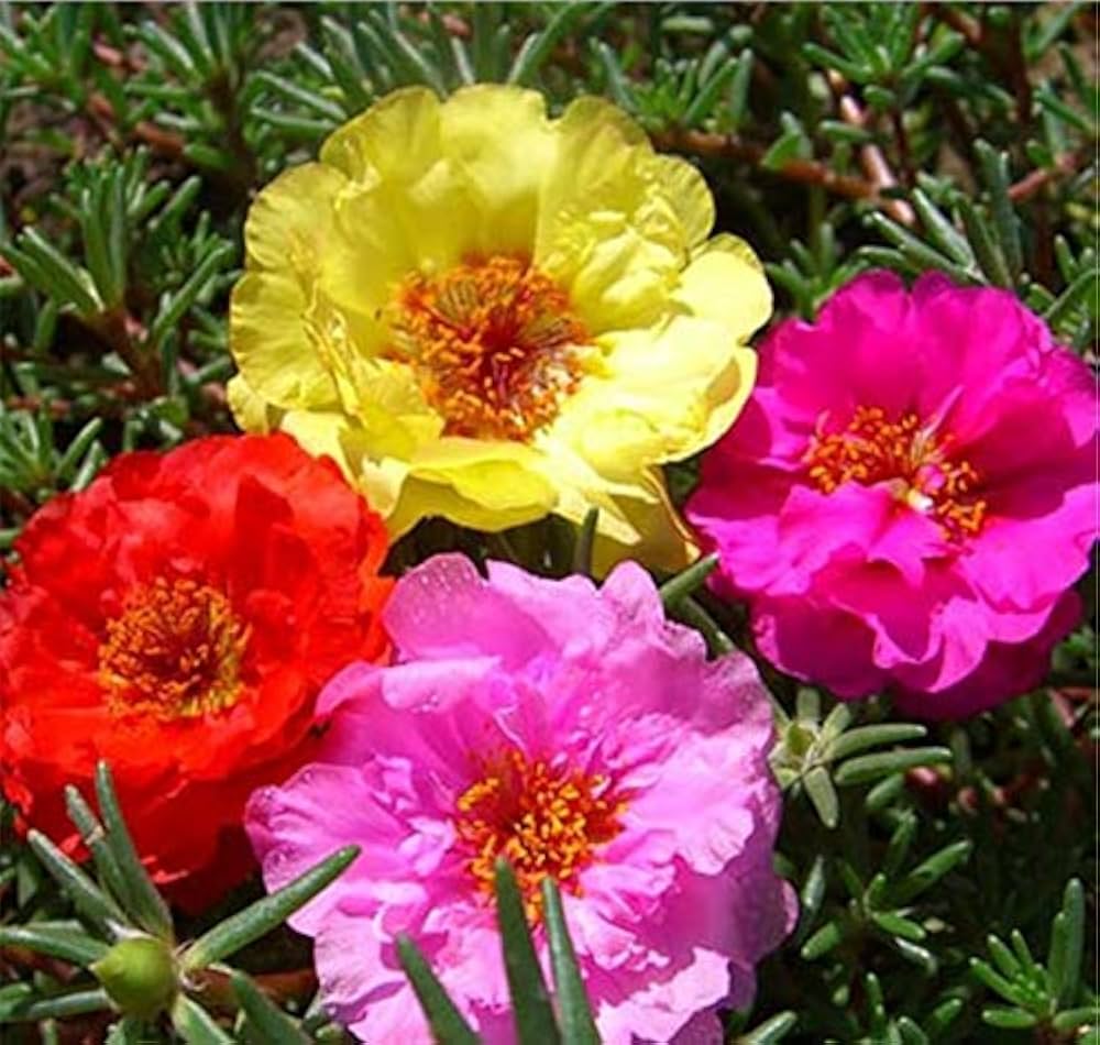 Moss Rose ��������� Portulaca grandiflora ��������� for planting in sunny, dry gardens