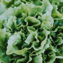 Lettuce Seeds (Lactuca sativa) for a fresh homegrown crop from the Salad Garden