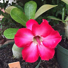 Adenium Obsum Desert Rose Triple King Pandora Seeds for growers seeking a long-blooming display