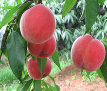 Peach Prunus persica for planting in flower bed or vegetable patch