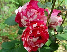 Rose Rosa Hybrida Rare White Blood Seeds for growers filling out the Garden Floral Displays