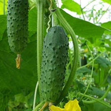 Sumter Cucumber Seeds (Cucumis sativus) for a reliable harvest in the Vegetable Patch