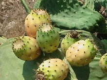 Yellow Prickly Pear Seeds (Opuntia ficus) for growers wanting a homegrown harvest