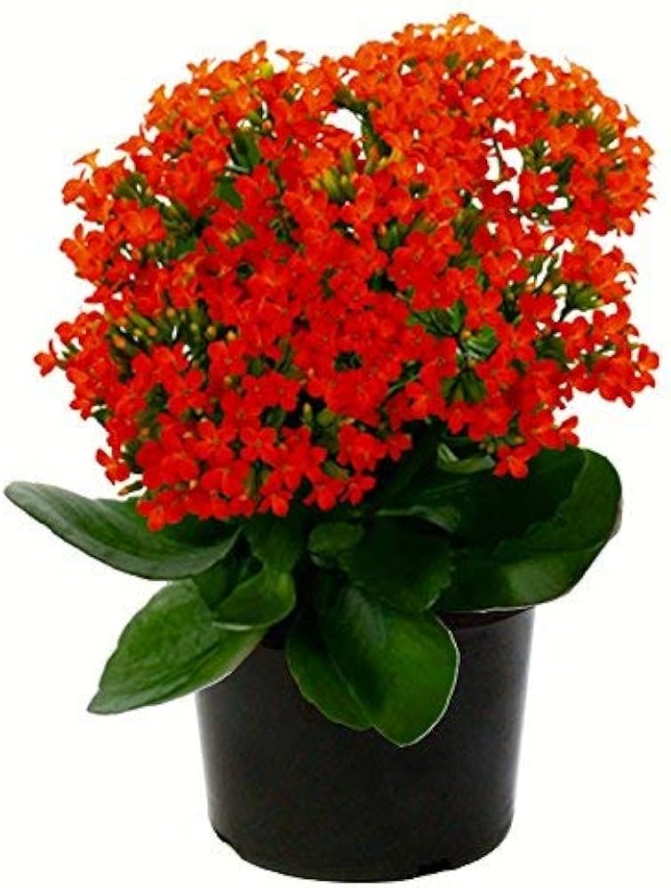 Petunia Hybrida Semi-Climbing Multicolor Flower - for planting in home garden