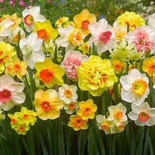 Daffodil Narcissus Pseudonarcissus Double Petal Aquatic Flower Seeds for Planting – Ideal for Moist Garden Beds and Seasonal Blooms