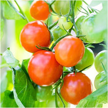 Cherry Tomato Seeds (Solanum lycopersicum) for growers stocking the Garden