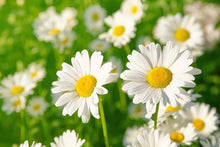 Be daisy Seeds for long-term planting in the home & garden indoor bonsai