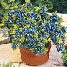 Blueberry Tree Seeds for sweet homegrown fruit in the Fruit Planting in Pots or Bonsai