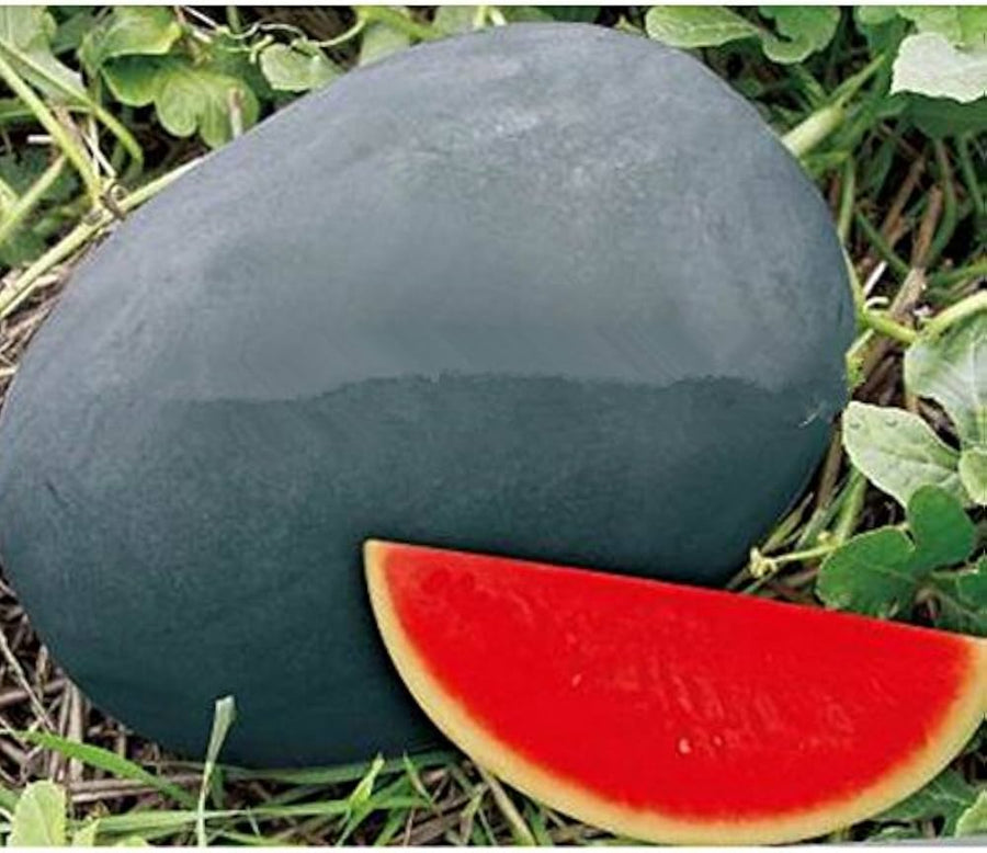 Black Watermelon Citrullus lanatus fruit seeds for planting in home garden beds - for planting in home garden