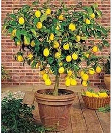 Lemon Citrus Limon Tree Seeds grown for kitchen Backyard Orchards