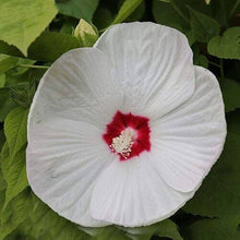 Plant Seeds (Hardy hibiscus) for growers filling out the small bush garden or containers