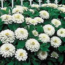 Zinnia Benary Giant White Seeds known for large, White Zinnia Blooms
